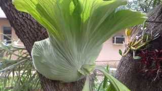 Australian Giant Staghorn Fern Platycerium superbum [upl. by Yaf]