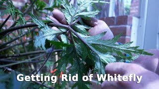 Get Gardening Getting Rid of Whitefly [upl. by Eurd]