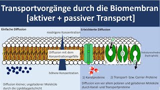 Transportvorgänge durch die Biomembran Stofftransport durch die Biomembran Biologie Oberstufe [upl. by Lishe]