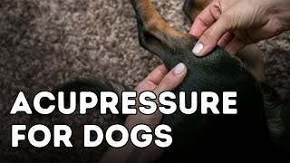 Acupressure For Common Dog Health Problems [upl. by Gisser]