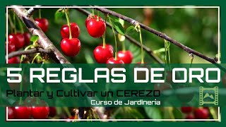 5 consejos para CUIDAR y 🌳 PODAR 🍒 un CEREZO 🍒  LdN [upl. by Pacificas278]