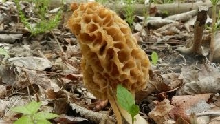 How To Grow Morel Mushrooms [upl. by Asilehs]