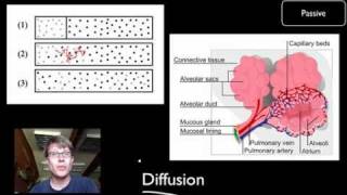 Transport Across Cell Membranes [upl. by Irap]