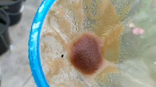 How to culture daphnia moina in a small container Part 1 English Subtitle [upl. by Namsaj]