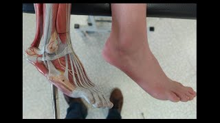 Tendons du pied Palpation [upl. by Gaudette]