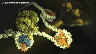 Epigenetics Overview [upl. by Eustatius714]