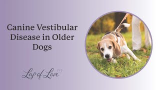 Canine Vestibular Disease in Older Dogs [upl. by Anowahs]