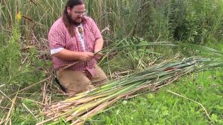 Harvesting Cattail Leaves [upl. by Efram995]