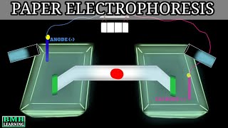 Paper Electrophoresis  Zone Electrophoresis  Electrophoresis [upl. by Janenna]