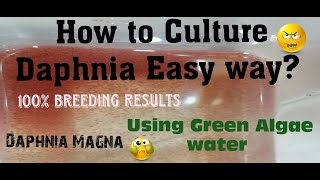 Daphnia MagnaHow to Culture Daphnia Easy wayCulturing Daphnia using Green water Daphnia [upl. by Bergquist8]