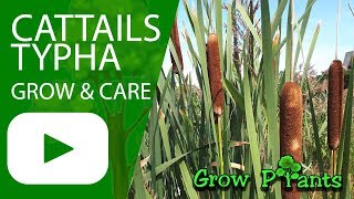 Cattails  grow amp care Typha water plant [upl. by Liahus]