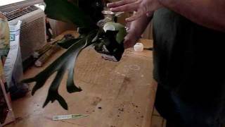 How to tree mount staghorn ferns [upl. by Ardnalahs]