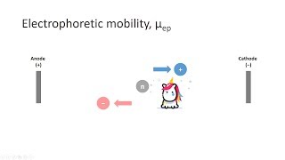 Capillary Electrophoresis Part 3 Electrophoretic mobility [upl. by Akelam]