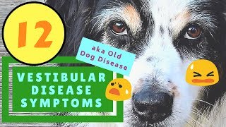 12 Vestibular Disease Symptoms Old Dog Disease [upl. by Nanerb39]