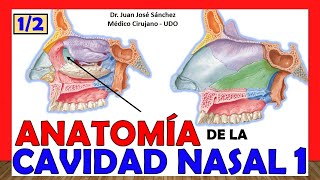 🥇 CAVIDAD NASAL 1 12 ¡Explicación Fácil y Sencilla Huesos Límites y Relaciones [upl. by Ngo]