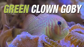 Species Spotlight  Green Clown Goby [upl. by Asaeret82]