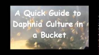 How to culture daphnia outside [upl. by Neenwahs95]