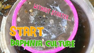 How to culture daphnia moina the easy way 1  Starting the Daphnia culture [upl. by Ical456]