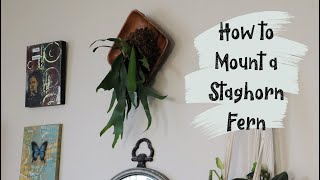 How To Mount A Staghorn Fern On Wood [upl. by Natale]