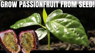 How to grow passion fruit from seed  DIY Video [upl. by Dnomsaj]