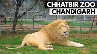 Chhatbir Zoo Chandigarh  Famous Place in Chandigarh छतबीर चिड़ियाघर [upl. by Farrand874]