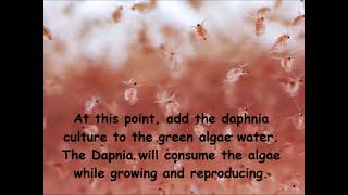 Daphnia  How to grow daphnia in your home [upl. by Awe935]