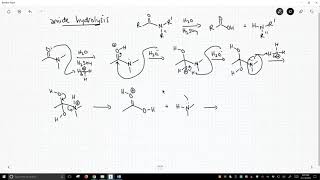 mechanism of amide hydrolysis [upl. by Ehgit774]