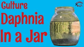 How to Culture Daphnia in a Jar [upl. by Drain149]