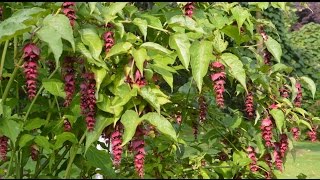 Leycesteria formosa Pheasant Berry [upl. by Zoubek]