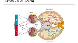 Introduction to Psychology 33 Sensation and Perception Vision [upl. by Ranip]