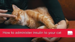 How to administer insulin to your cat [upl. by Schilit]