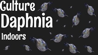 How to Culture Daphnia [upl. by Ellehcram]