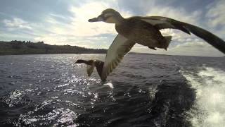 Flying Ducks  super close you can almost touch just incredible [upl. by Ymmit]