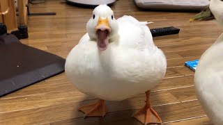 Our Pet White Call Duck Quacking Quacking [upl. by Ydniw]