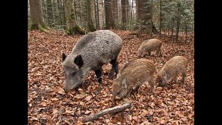 Trappola per animali  meccanismo a UNCINO  TUTORIAL ITA [upl. by Neuberger]