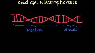 Gel Electrophoresis Explained [upl. by Gyimah]