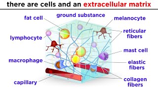 Types of Tissue Part 2 Connective Tissue [upl. by Maletta]