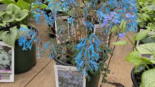 Brunnera Silver Heart amp Sterling Silver Siberian Bugloss plus Corydalis Porcelain Blue [upl. by Madel]