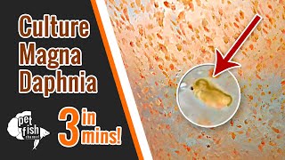 How to culture DAPHNIA MAGNA  The easy way [upl. by Cirred855]