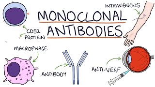 How do monoclonal antibodies work Rituximab infliximab adalimumab and others [upl. by Ellekcim398]