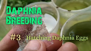 Daphnia Culture made simple and easy 3  Hatching Daphnia eggs [upl. by Ellak]