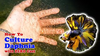 How to Culture Daphnia with ZERO Cost  Unlimited Live Food For Our Fish [upl. by Nelyaw]