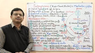 Diabetes Mellitus Part10 Mechanism of Action of Sulfonylurease  Antidiabetic Drugs  Diabetes [upl. by Leirua698]