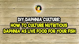 DIY Daphnia Culture How to Culture Nutritious Daphnia as Live Food for Your Fish [upl. by Wahs]