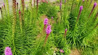 Liatris blooming in the front garden [upl. by Ybrad654]