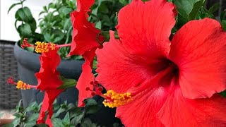 FOUR TIPS ON HIBISCUS TREE CARE  MY PERSONAL EXPERIENCE  SIMPLE [upl. by Asa52]