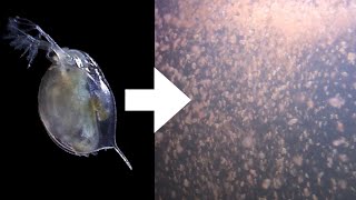 How I Culture Daphnia [upl. by Berkman]