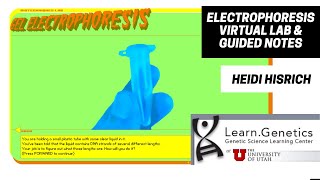 Electrophoresis Virtual Lab amp Guided Notes [upl. by Dinnage103]