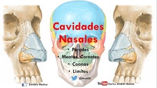 Anatomía  Cavidade Nasales Porción Ósea Límites Forámenes Coanas Meatos [upl. by Amrita]