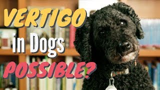 Vertigo in Dogs 5 New Remedies [upl. by Flore]